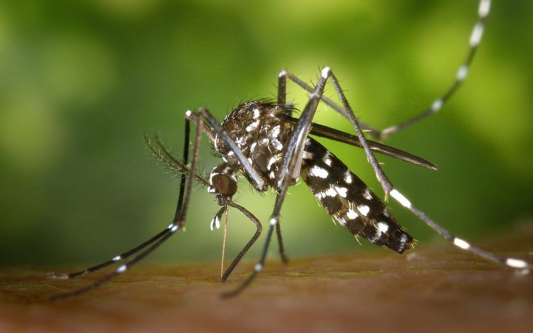 Identifying and Dealing with Mosquito Breeding Grounds