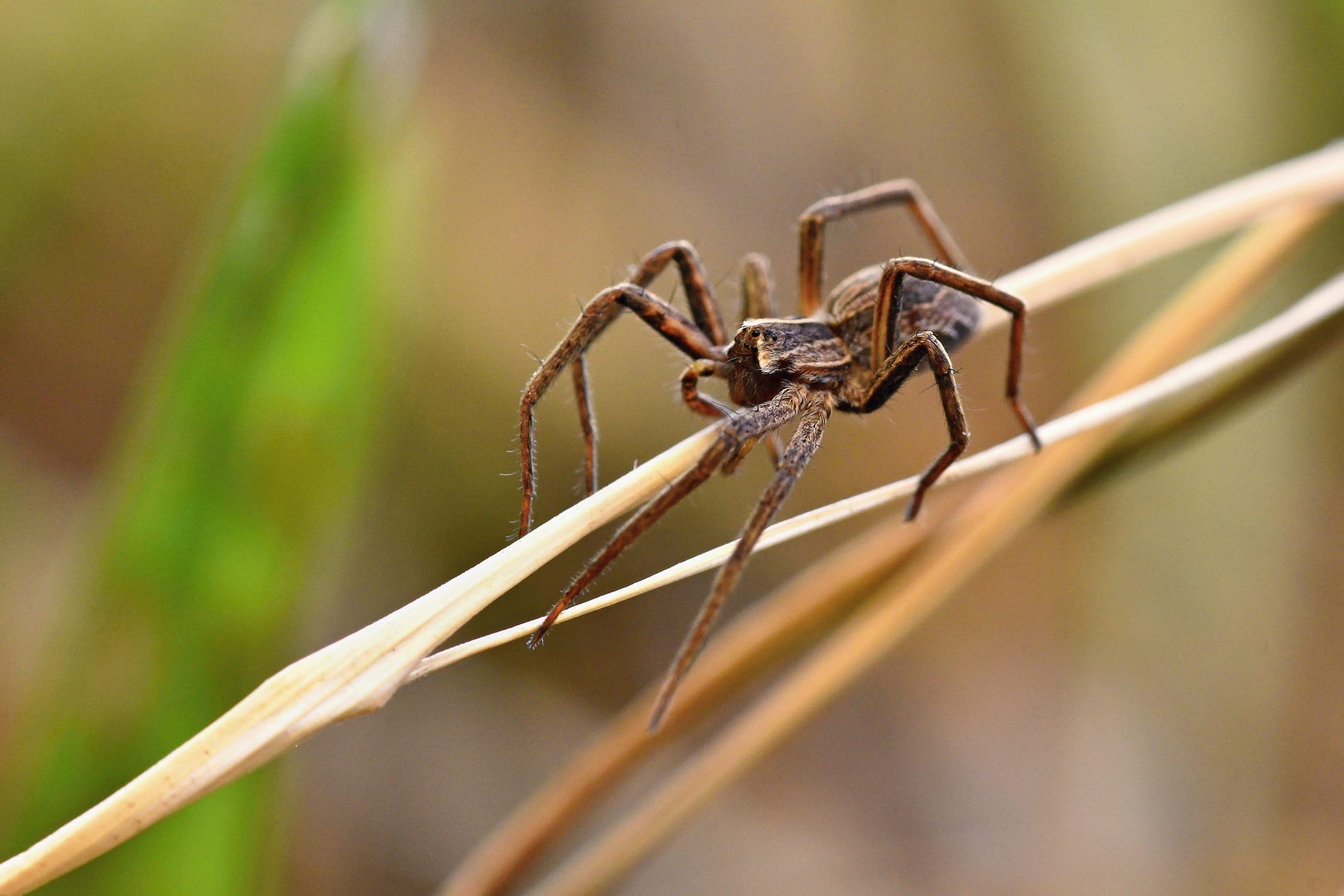 Common House Spiders – Everything You Need To Know